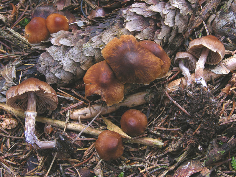 Cortinarius n�2 (cfr. Cortinarius hinnuleus s.l.)